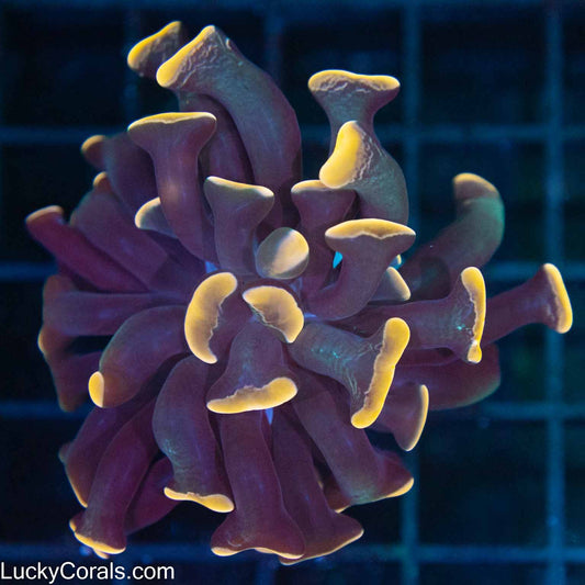 LCK Amazing Orange Branching Hammer Coral