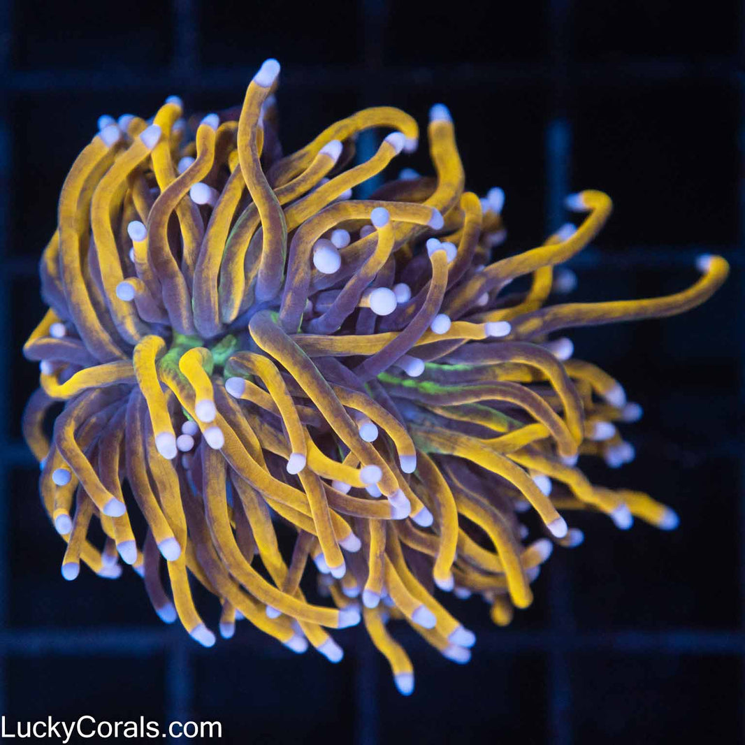 Euphyllia (Torch, Hammer, Frogspawn, Octospawn) Coral for sale Page 3 Lucky Corals