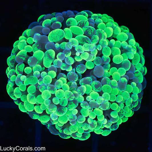 Neon Splatter Branching Hammer Coral 1.5"