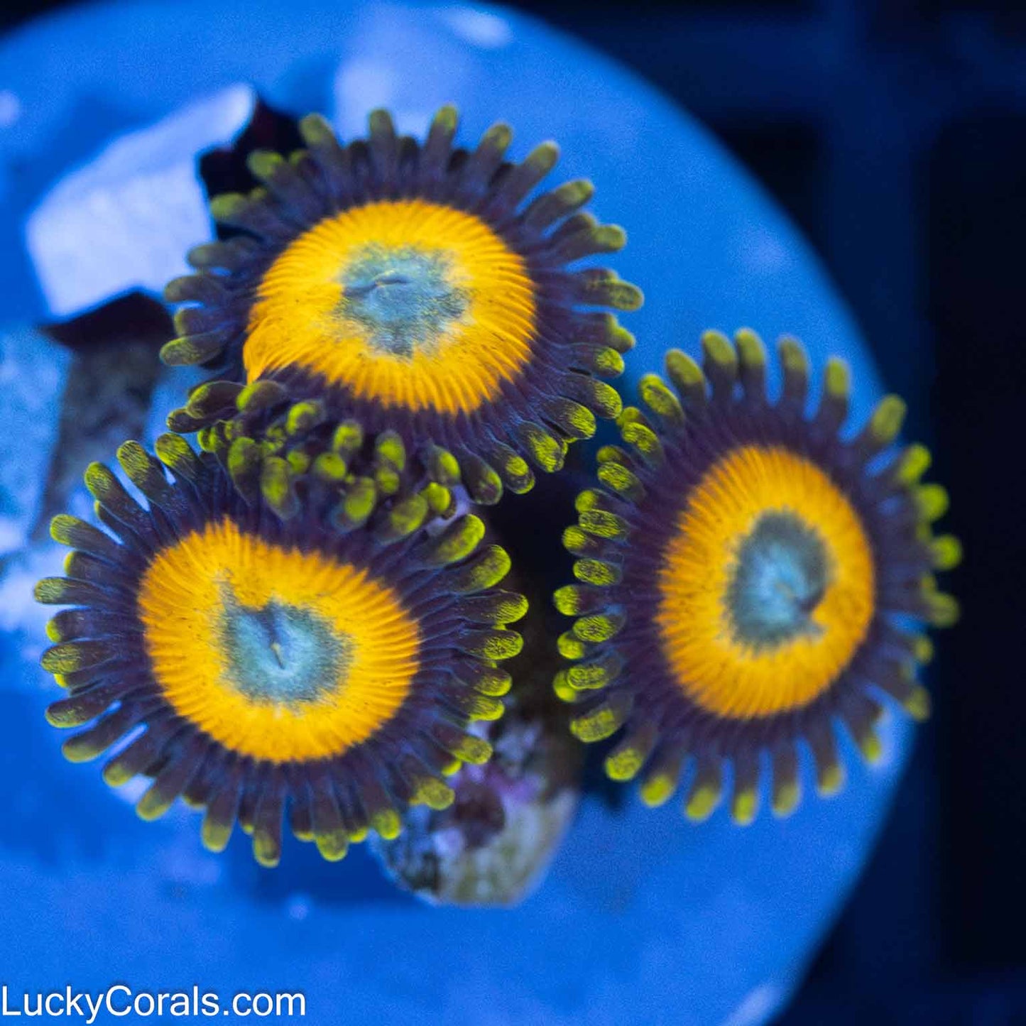 Scrambled Egg Zoas (3 Polyps)