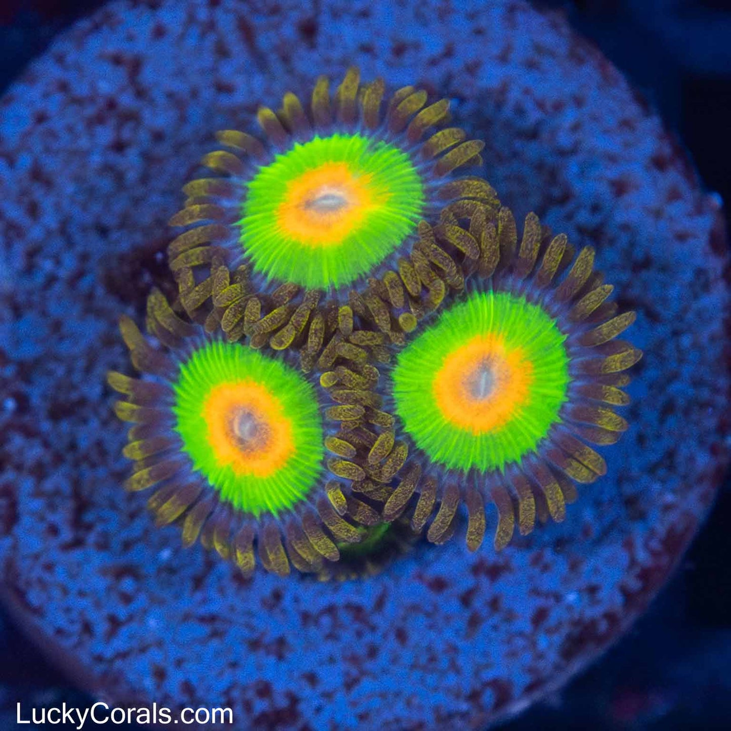 Rasta Zoas 3 Polyps – Lucky Corals