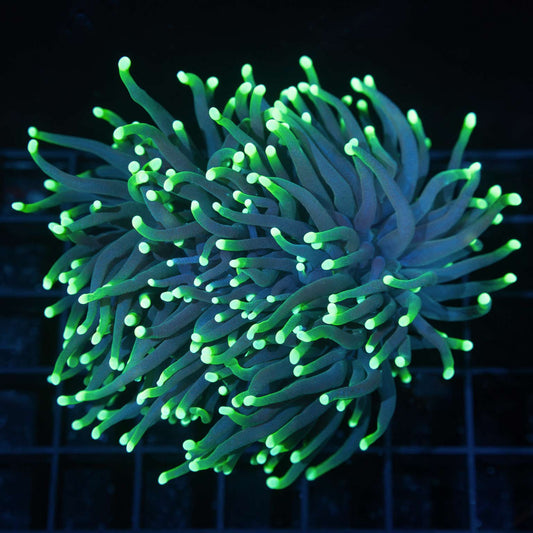 2 Heads Green on Green Indo Torch Coral 4"+