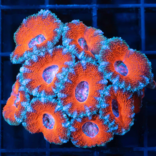 Red Pink Blue Acan Mini Colony