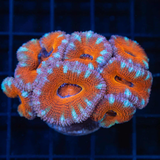 Orange Pink Blue Acan XL Frag