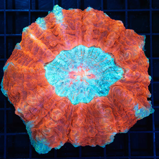 Red Blue Gold Acanthophyllia