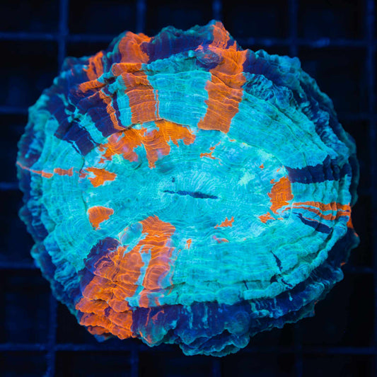 3 Color Acanthophyllia