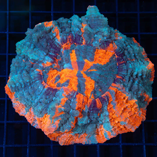 3 Color Acantho 4.5"
