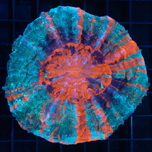 3 Color Acanthophyllia 4"