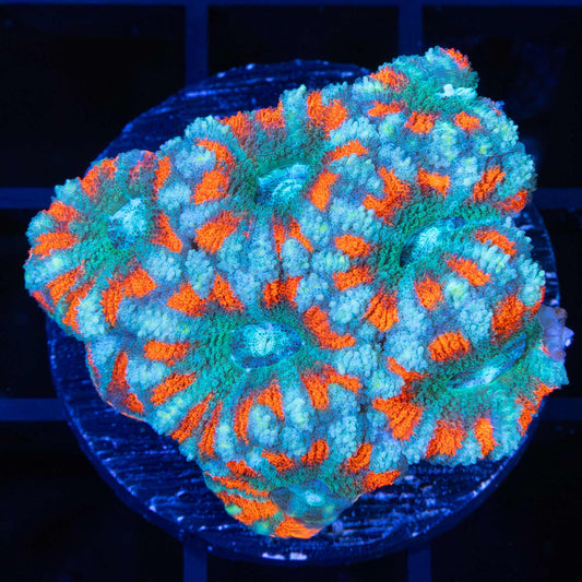 Asian Acan Red Green Blue 1.5"