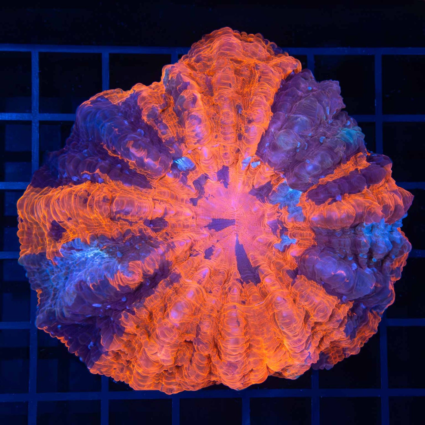 Bright 3 Color Acanthophyllia 3.5"