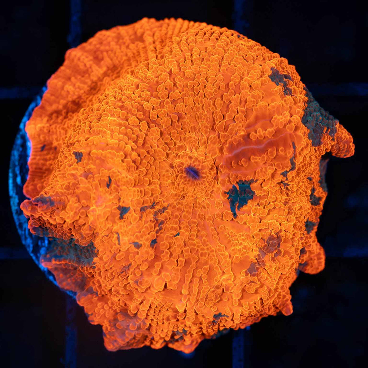 Candy Crush Mushroom Coral (Quarter Size+) Lucky Corals