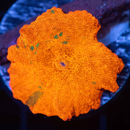 3 Color Candy Crush Mushroom Coral (Quarter Size+)
