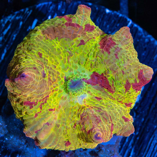3 Color Eclectus Mushroom Coral