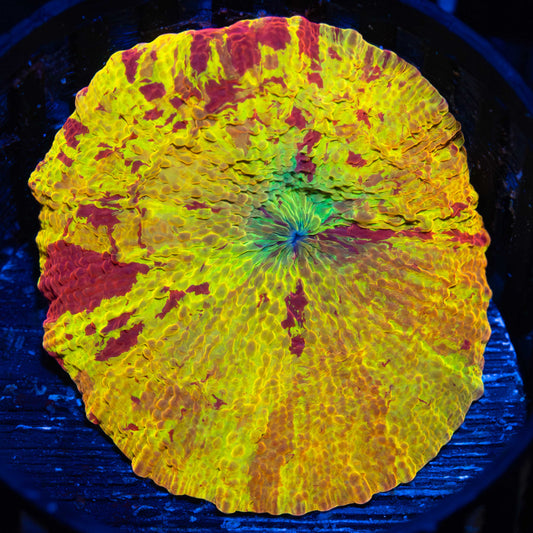 3 Color Eclectus Mushroom Coral XL