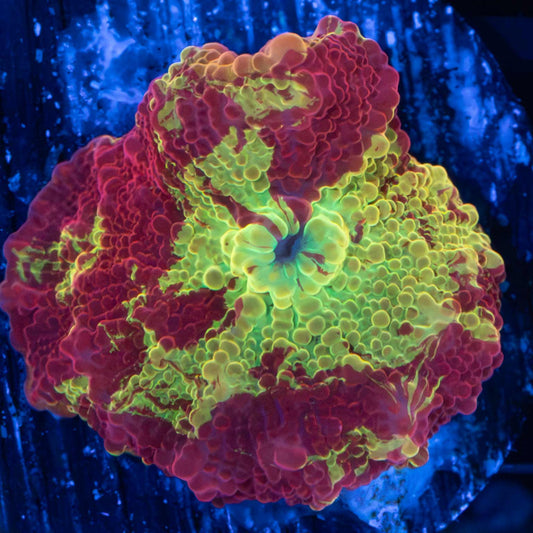 3 Color Eclectus Mushroom Coral
