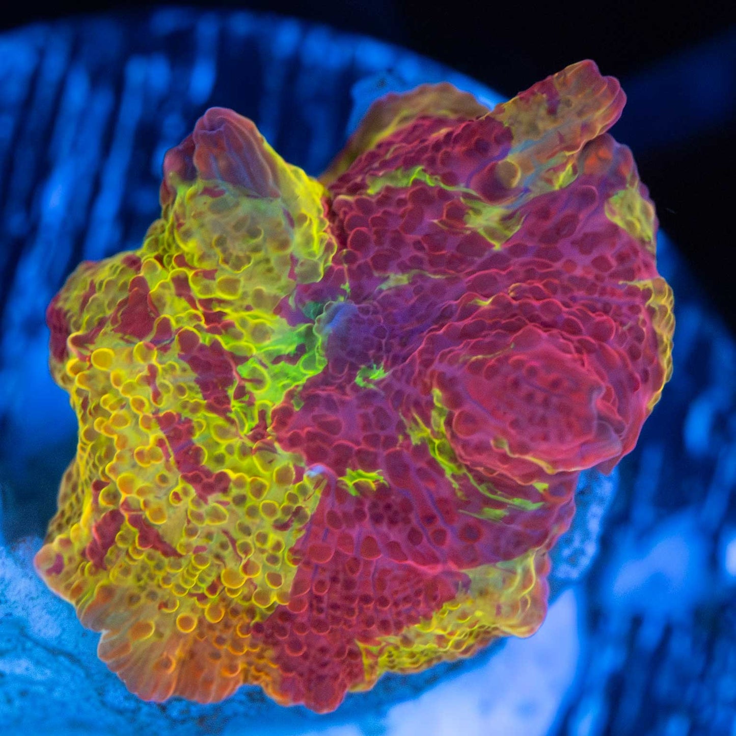 3 Color Eclectus Jawbreaker Mushroom Coral