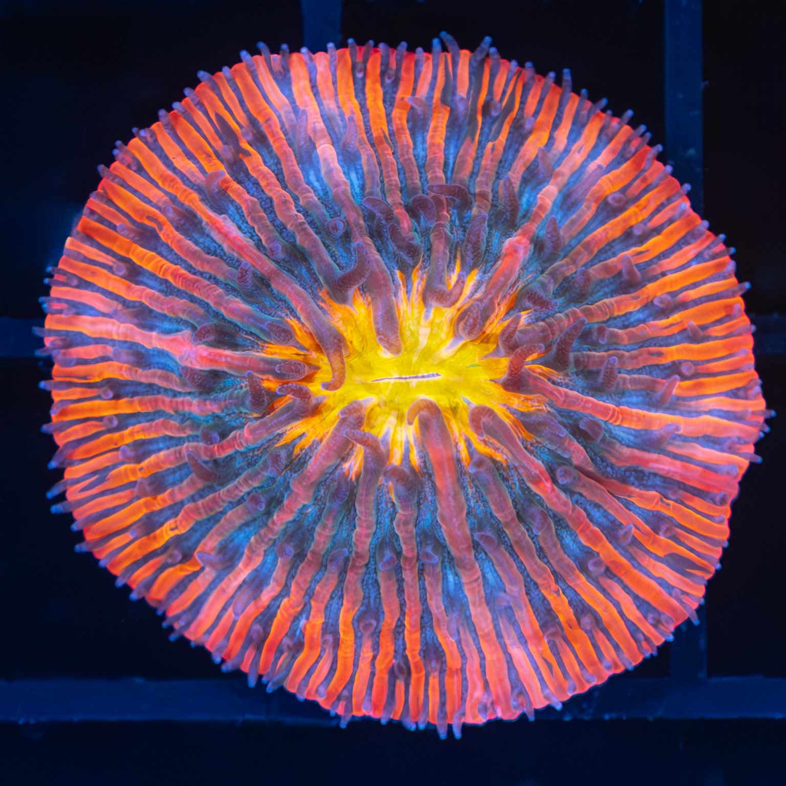 4 Color Flame Plate Coral