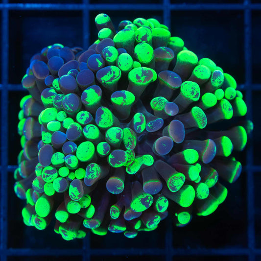 Splatter Gold Stem Branch Hammer Coral