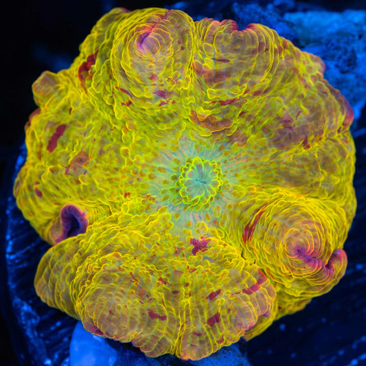 3 Color Eclectus Jawbreaker Mushroom Coral 1.25"