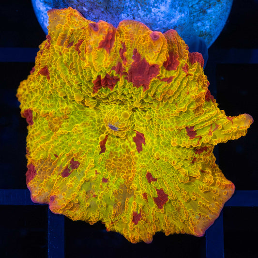 3 Color Eclectus Mushroom