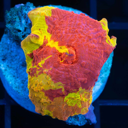 3 Color Eclectus Jawbreaker Mushroom Coral