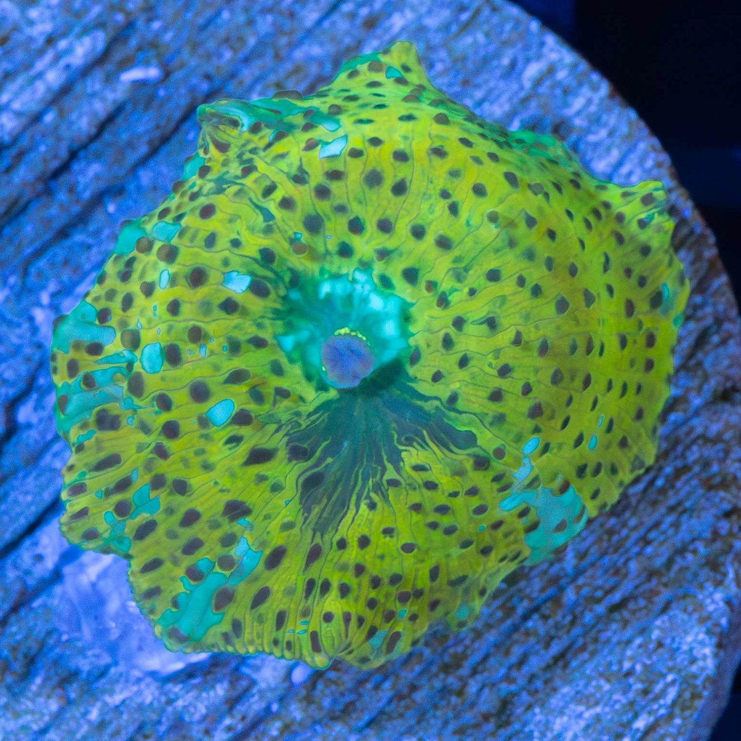 4 Color Mushroom Coral