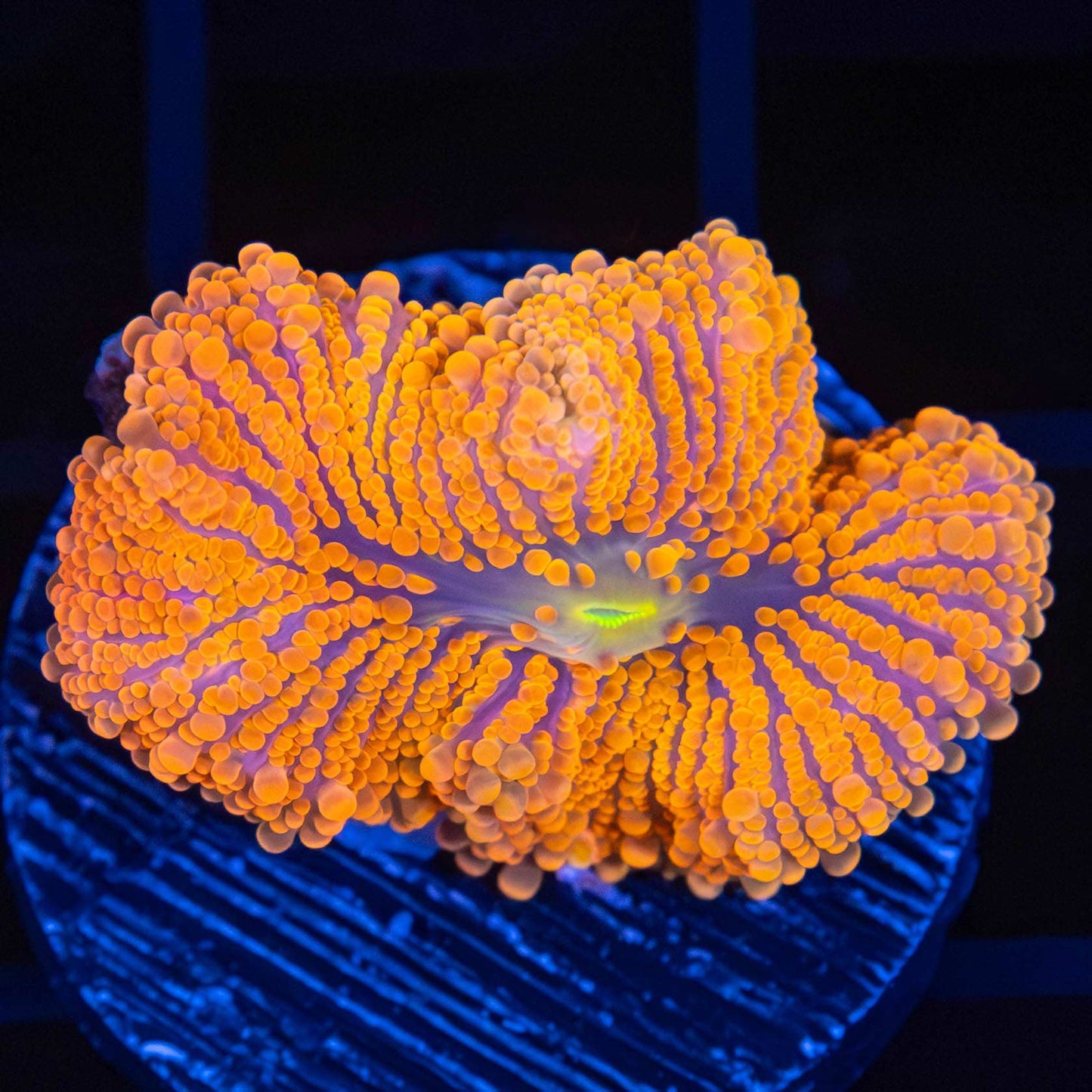 3 Color Neon Yuma Mushroom