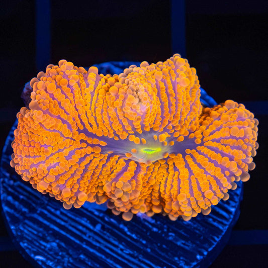 3 Color Neon Yuma Mushroom