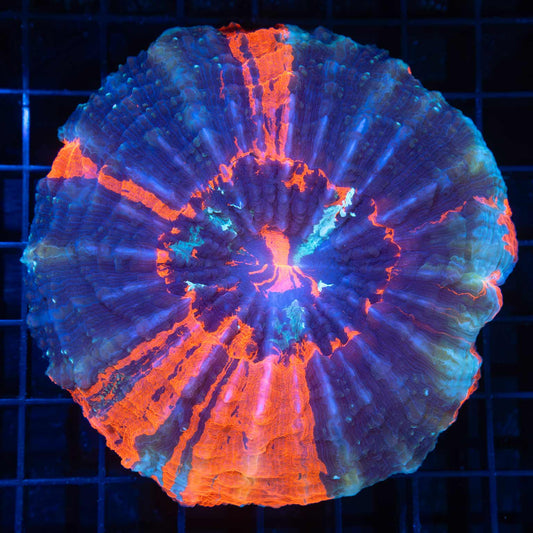 3 color acanthophyllia