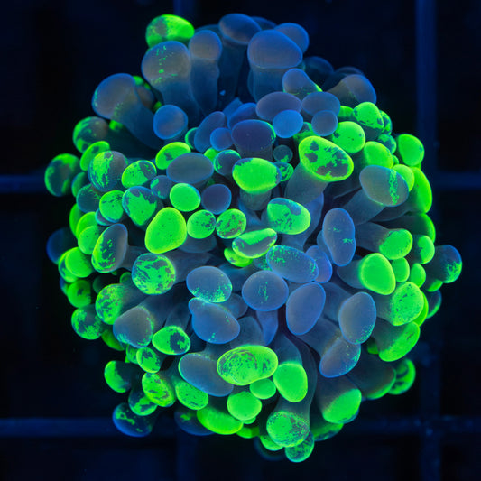 3 Color Splatter Branch Hammer Coral