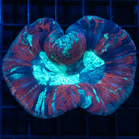 3 Color Trachyphyllia 3"
