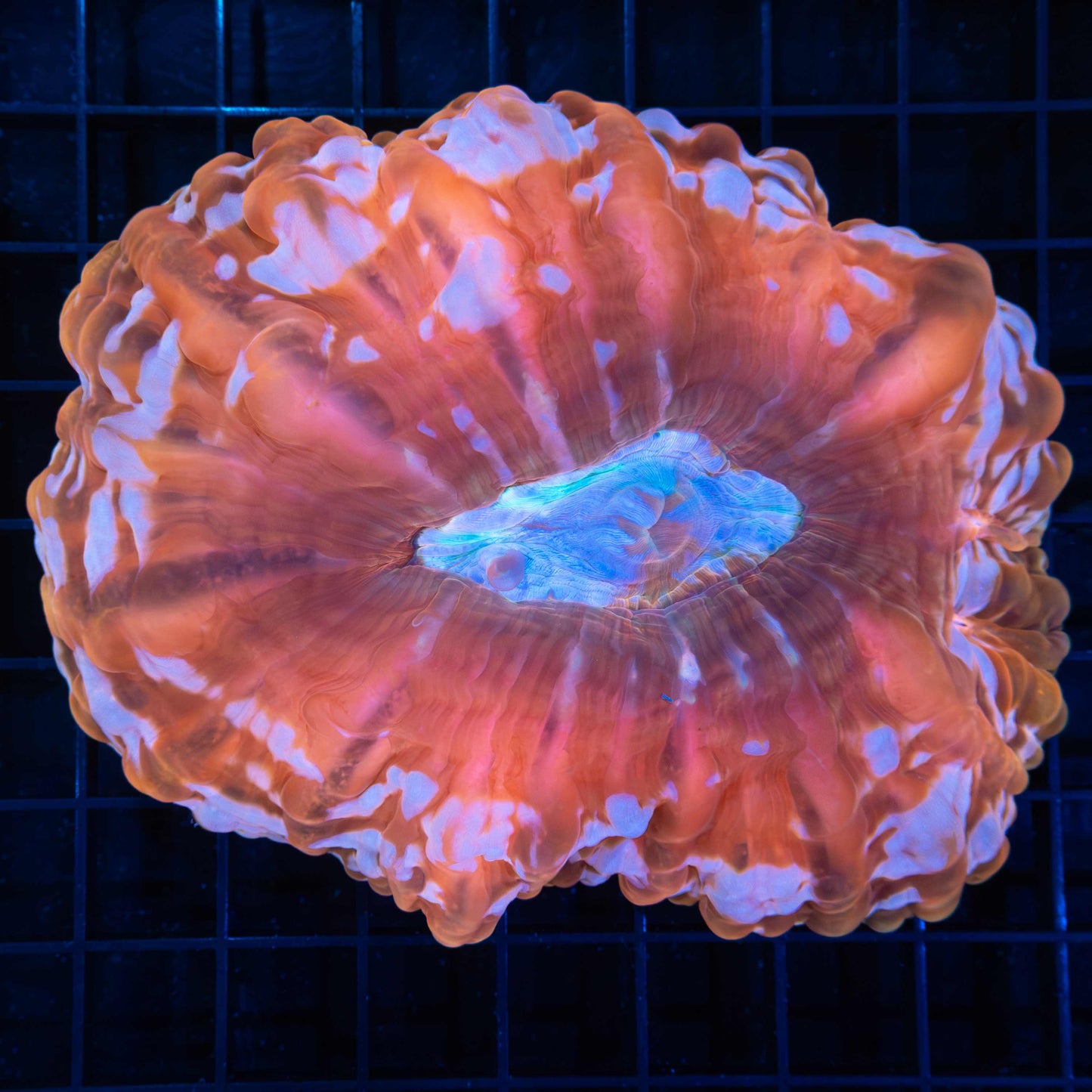 XL 3 Color Cynarina 5.25"