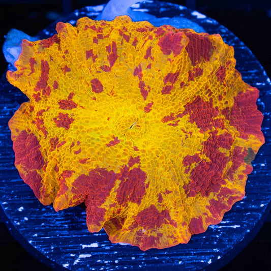 Large 3 Color Eclectus Mushroom Coral