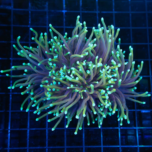 3 head dragon sould torch 