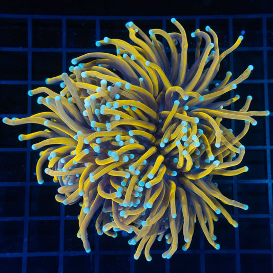 XL 3 Head Sun God Torch Colony