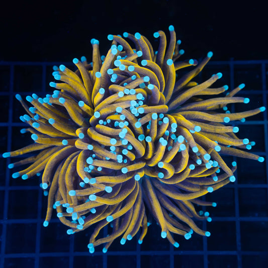 XL Sun God Torch Coral (Splitting 3 ways) 5