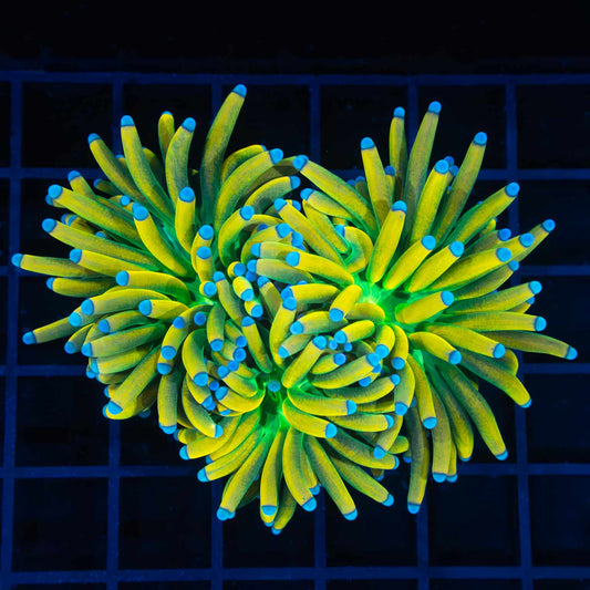 3 Head Ultimate Banana Torch  (Tanked 9 Months)