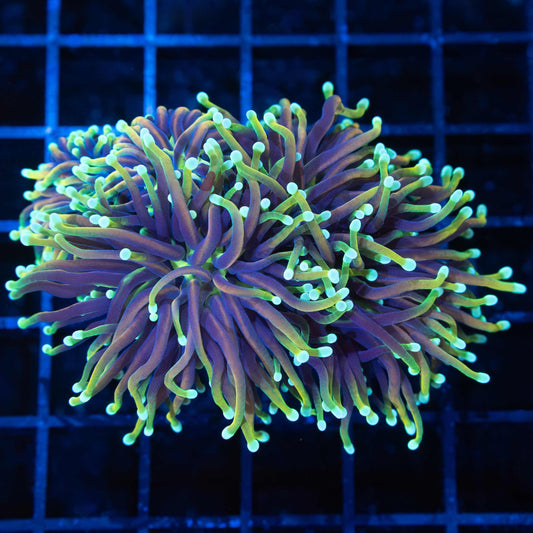 3 Heads Dragon Soul Torch Coral