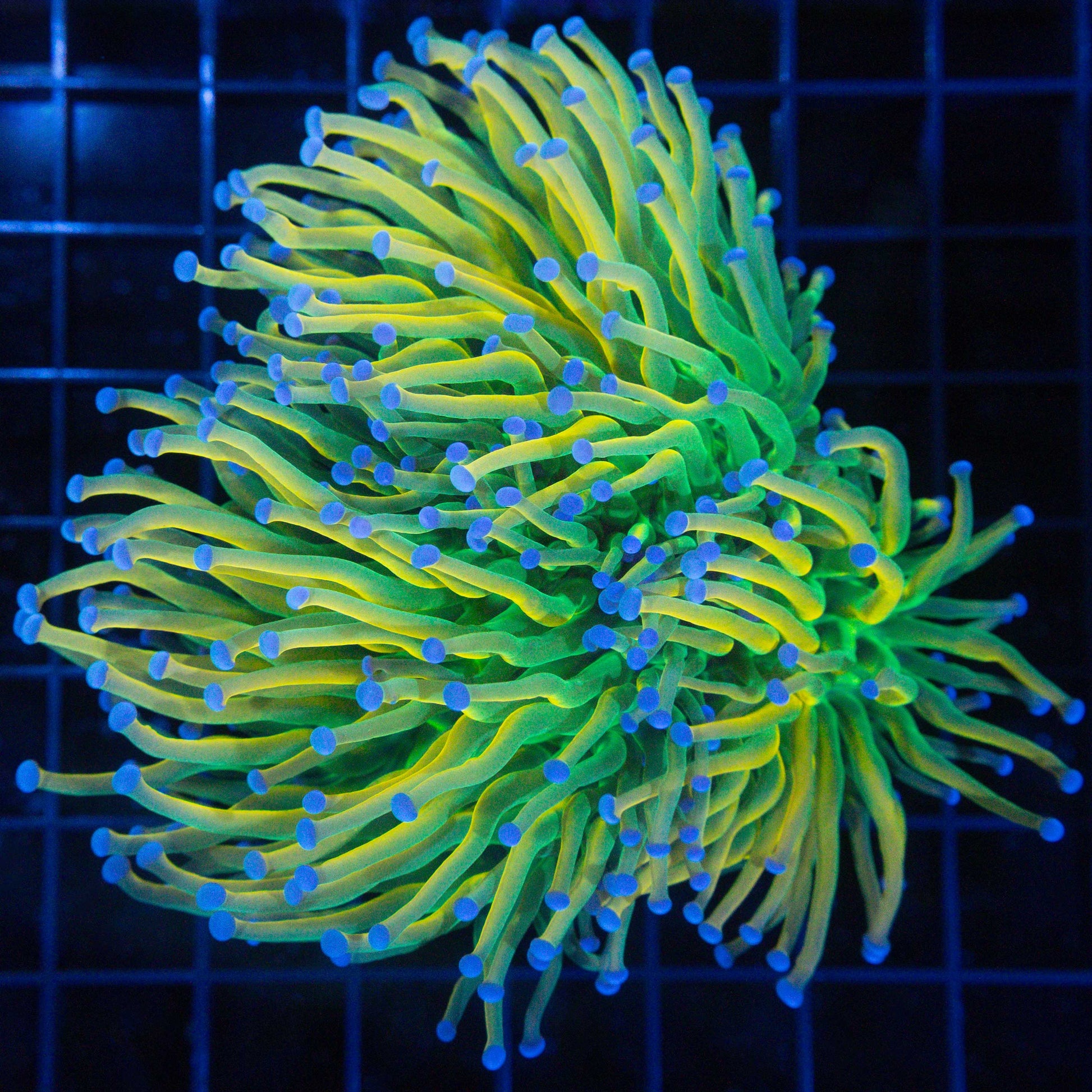 Banana Torch Coral (3 Polyp Colony)
