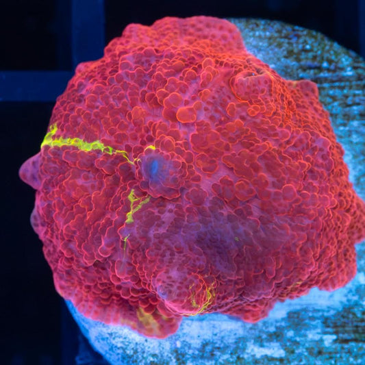 Super Red Jawbreaker Mushroom Coral