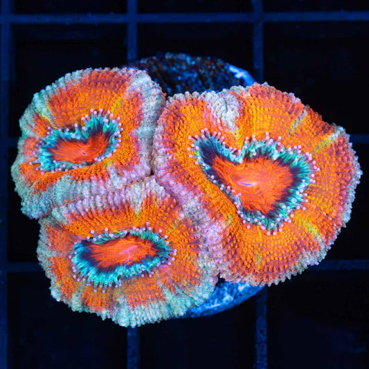 Bright Rainbow Acan Coral 3P
