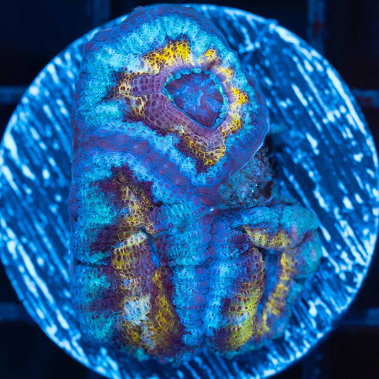 Gold, Blue, and Purple Acan (Micromussa)