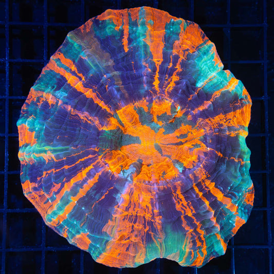 4 color acanthophyllia