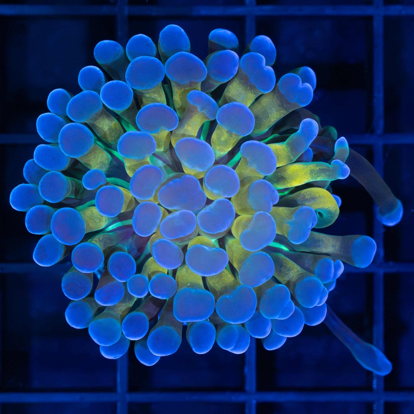 4 Color Ball Tip Branching Hammer (Nice!)