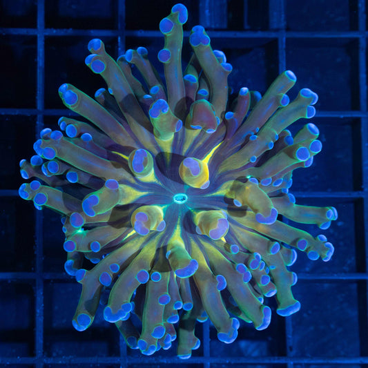 4 Color Branching Frogspawn