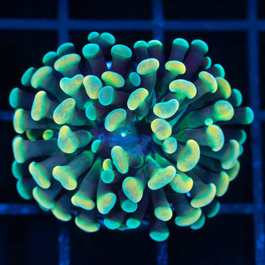 4 Color Branching Hammer (Tank Grown)