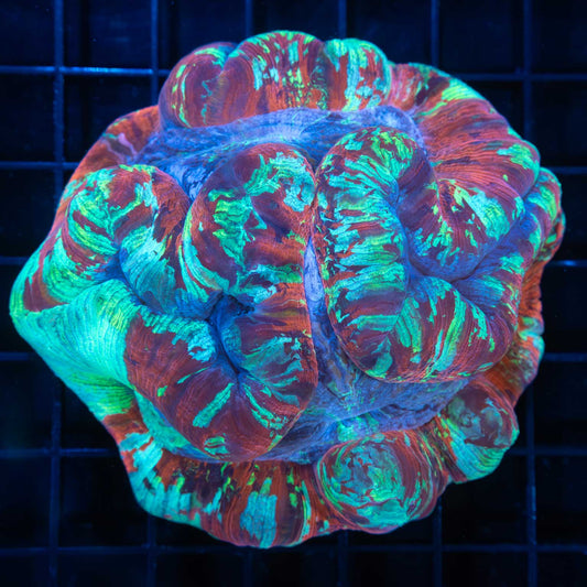 4 Color Dome Shaped Wellso 4"