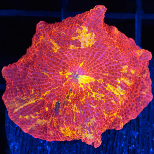 Large 4 Color Eclectus Mushroom Coral