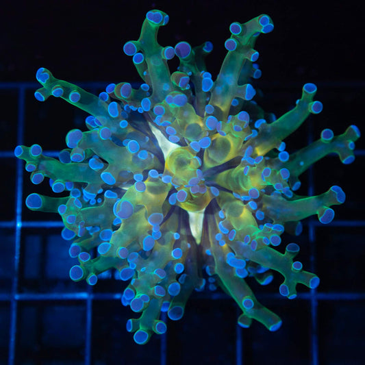 4 Color Branching Frogspawn