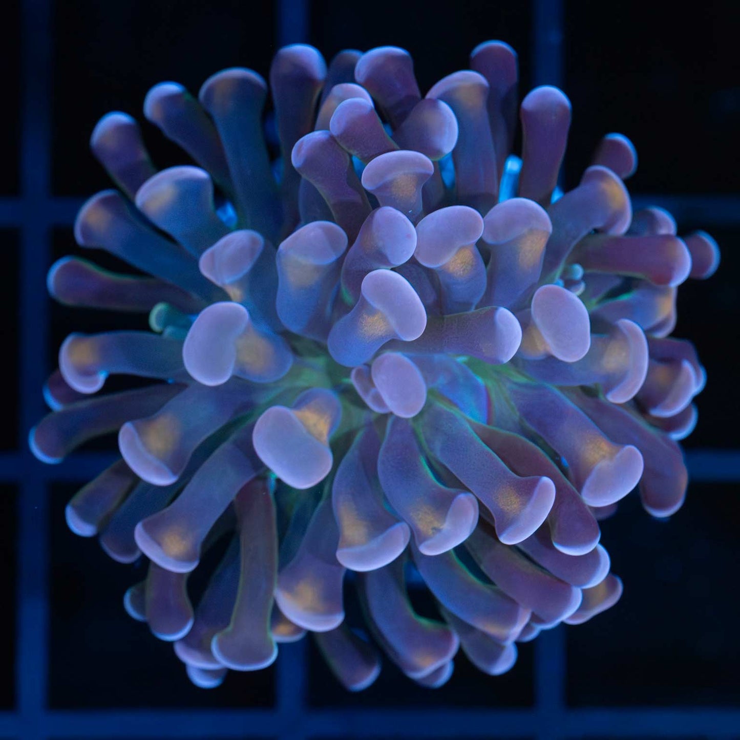 4 Color Tank Grown Branch Hammer
